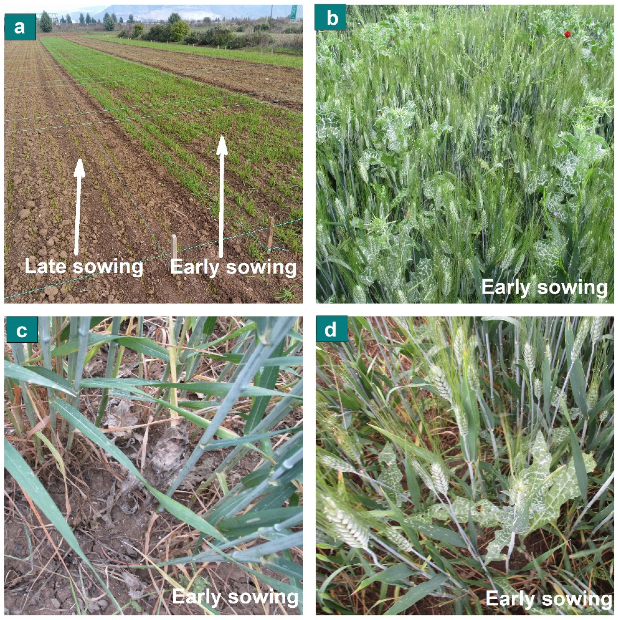 Agronomy 12 02583 g005 Agronomy 12 02583 g005