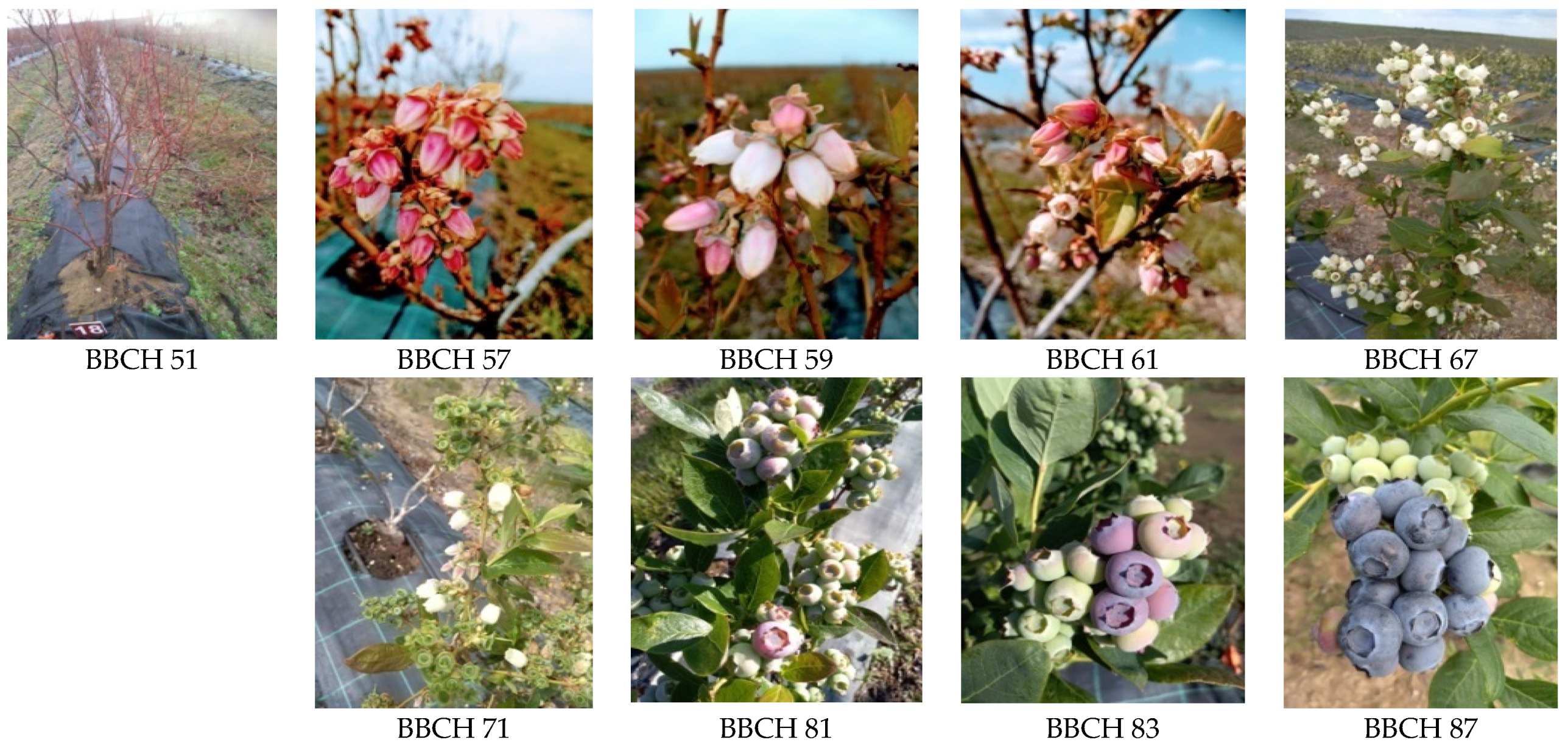 Agronomy 12 02605 g002 Agronomy 12 02605 g002