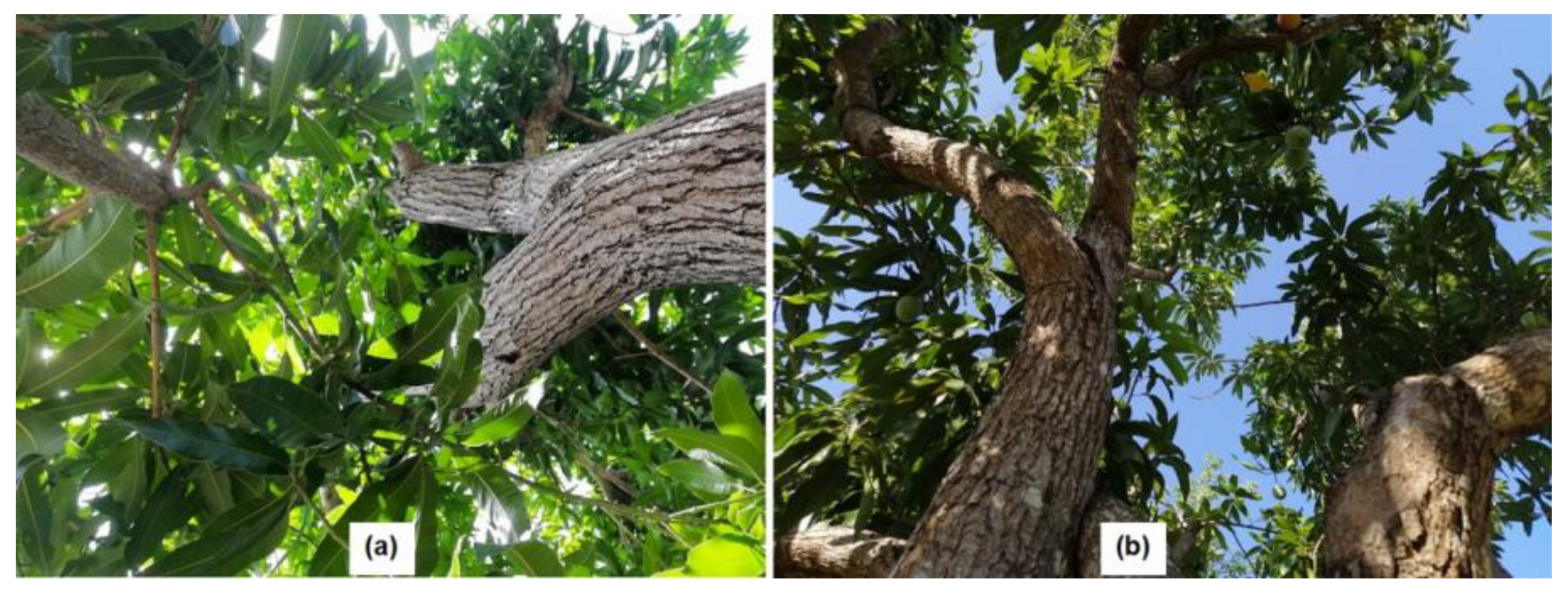 Agronomy 12 02623 g011