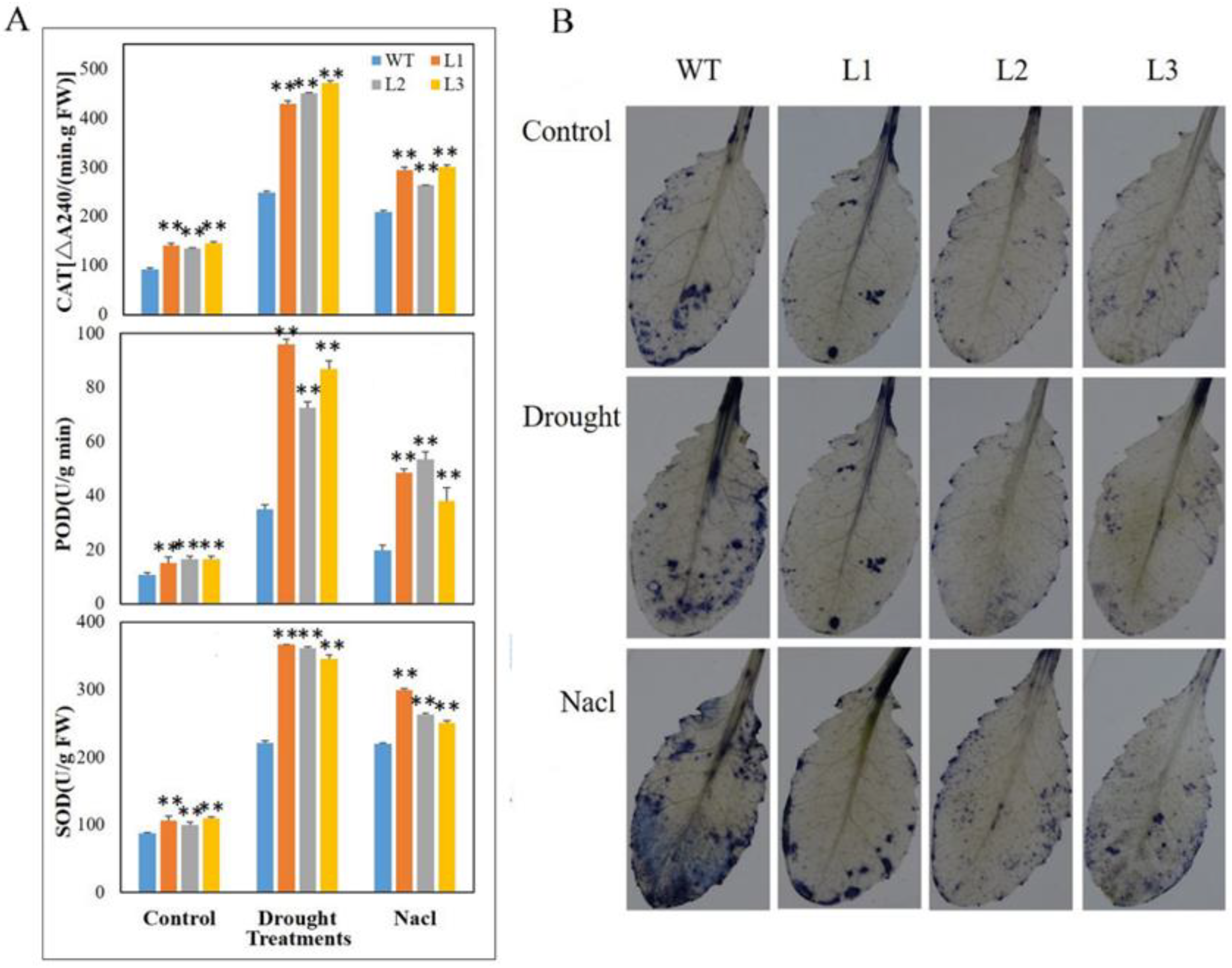 Agronomy 12 02624 g006 Agronomy 12 02624 g006