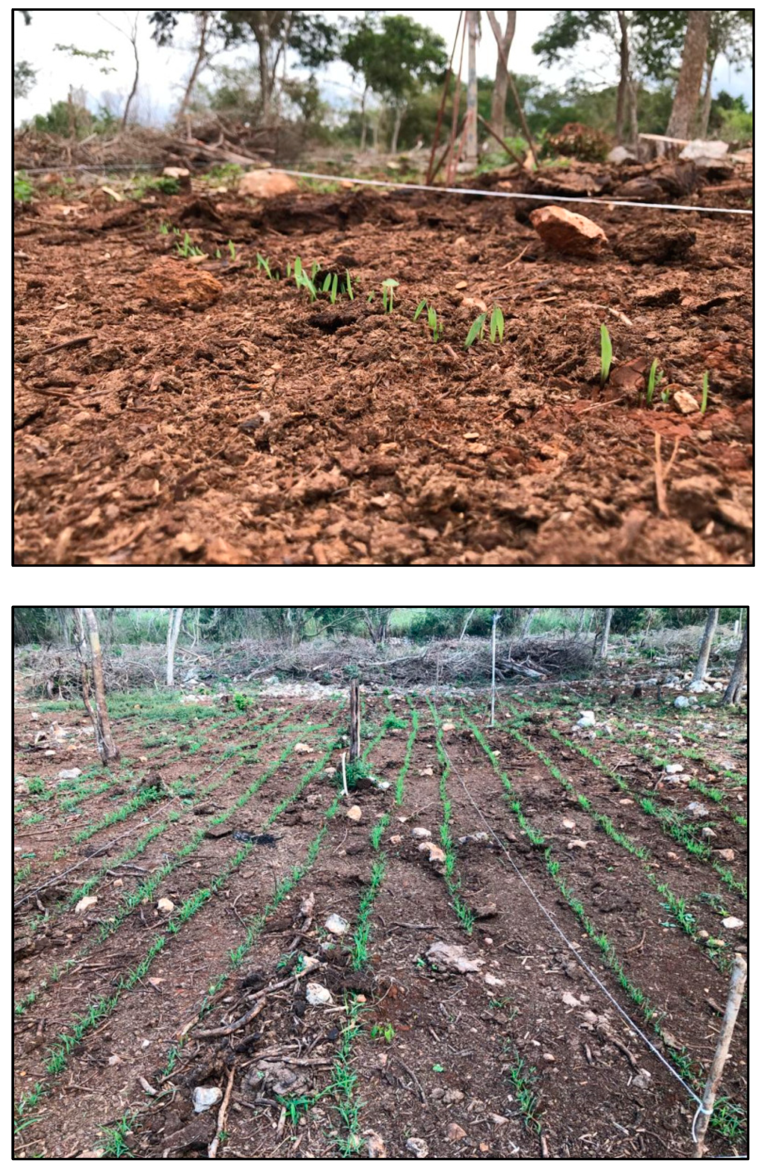 Agronomy 12 02634 g0a11 Agronomy 12 02634 g0a11