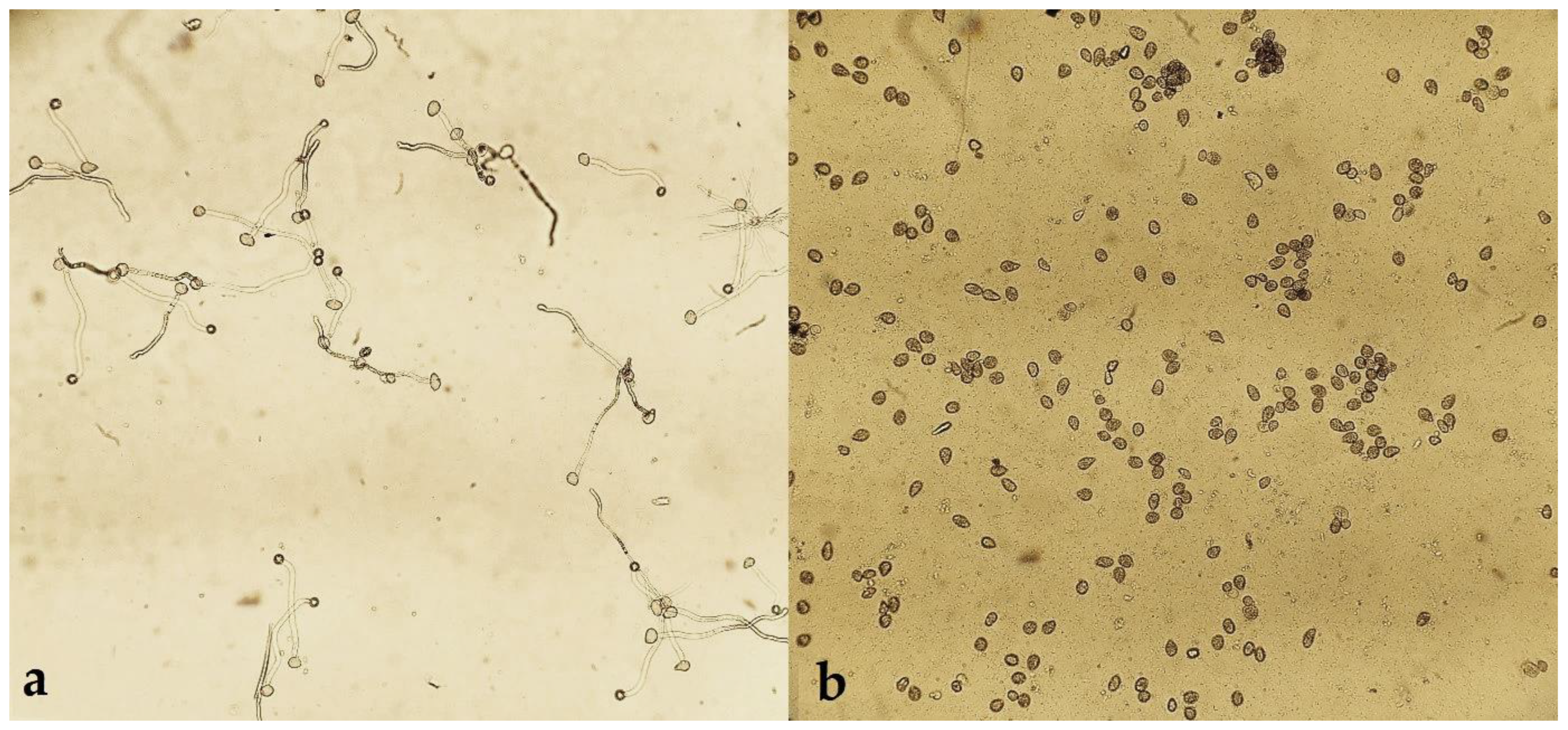 Agronomy 12 02635 g002 Agronomy 12 02635 g002