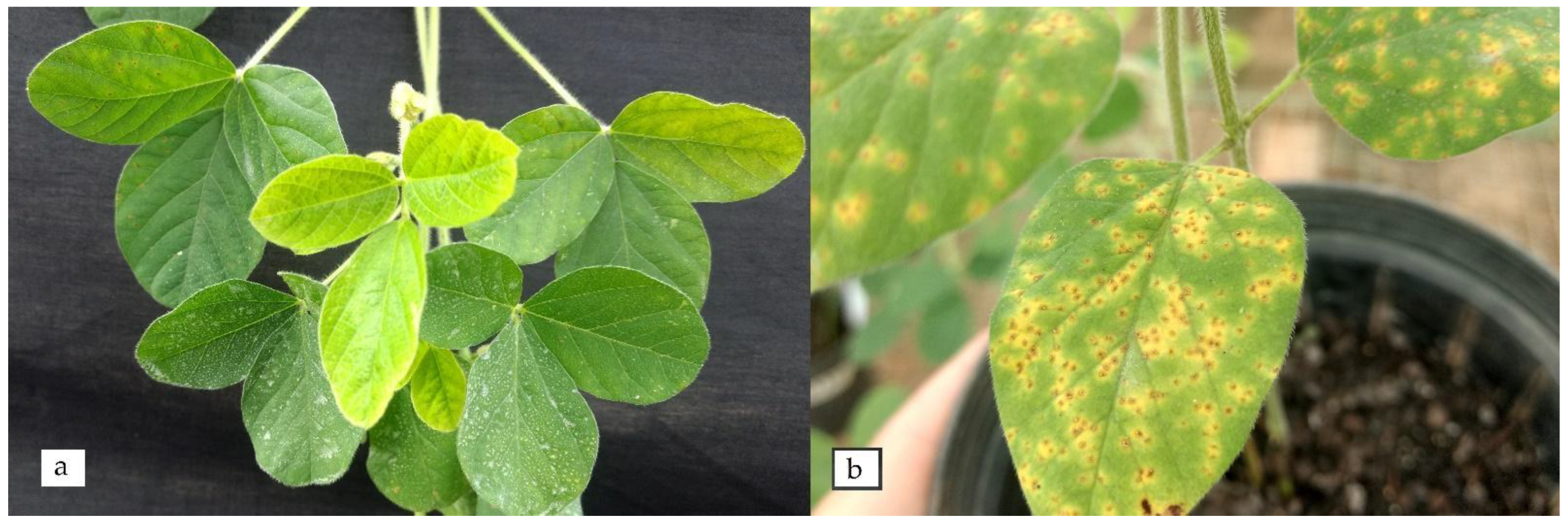 Agronomy 12 02635 g004 Agronomy 12 02635 g004