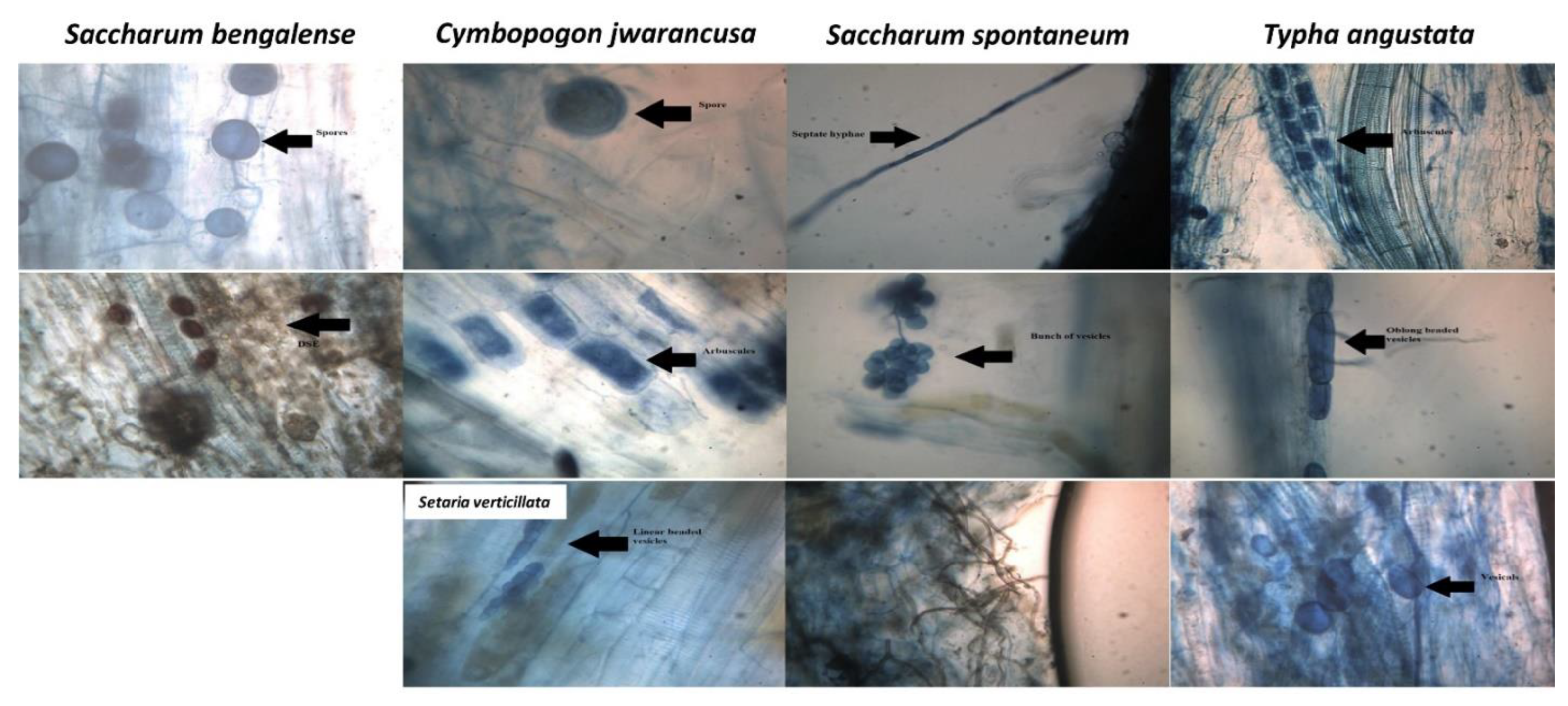 Agronomy 12 02644 g001