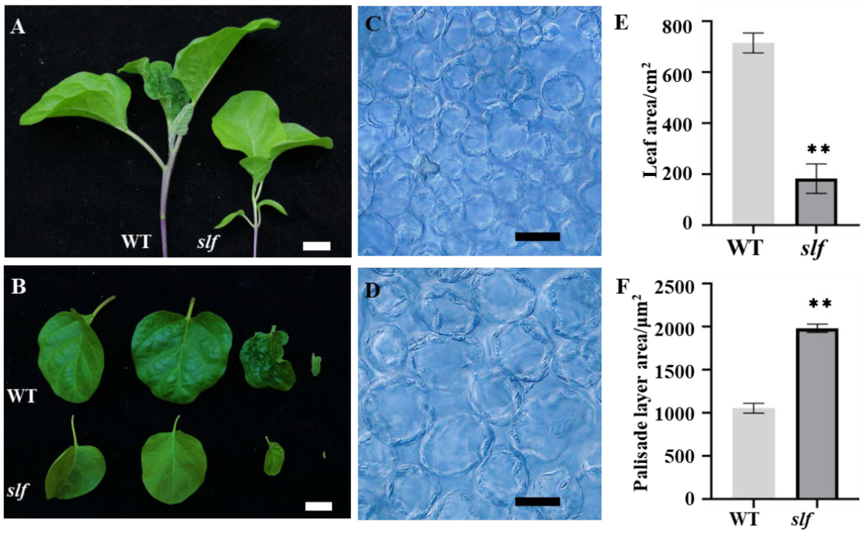 Agronomy 12 02647 g001 Agronomy 12 02647 g001