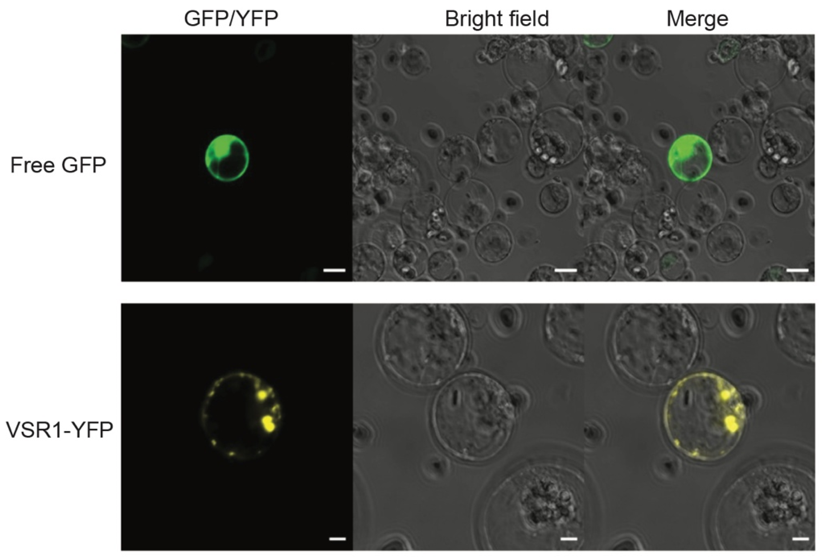 Agronomy 12 02648 g005