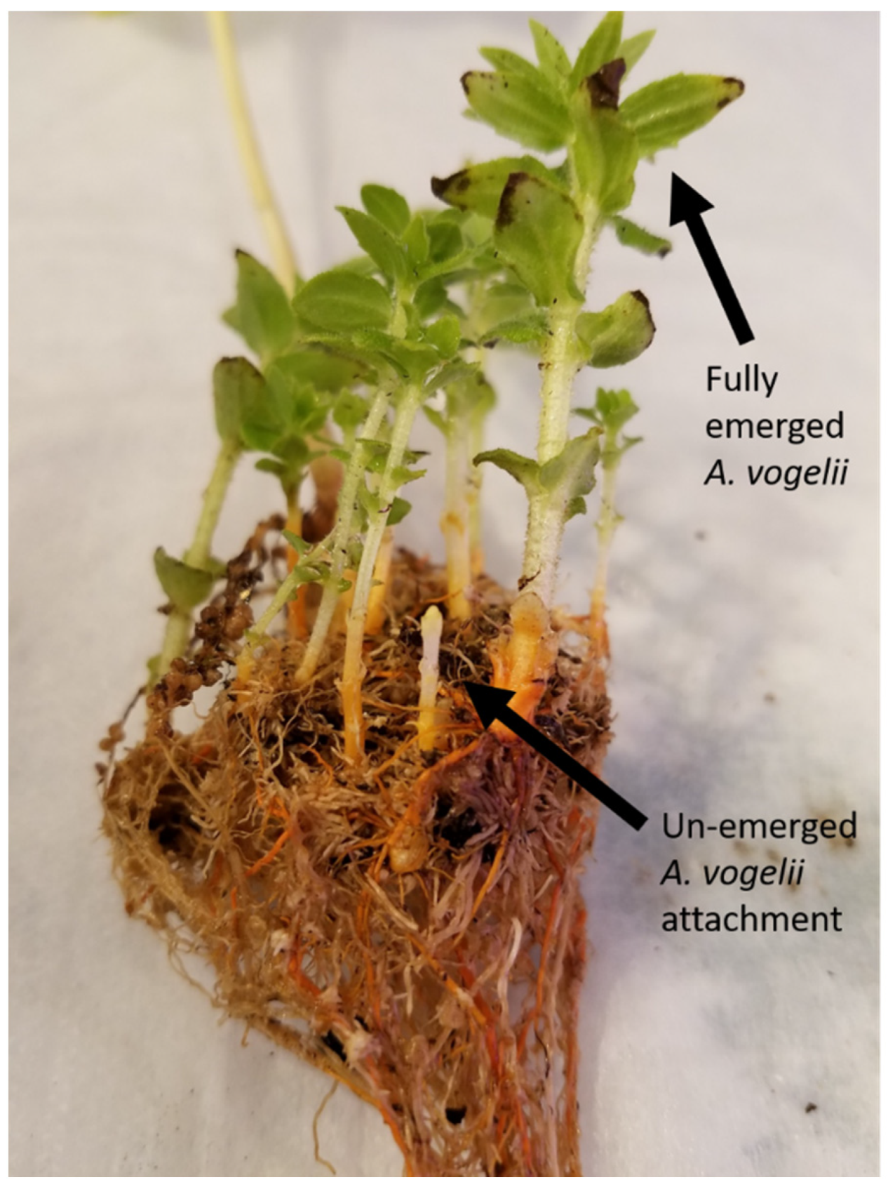 Agronomy 12 02654 g001 Agronomy 12 02654 g001