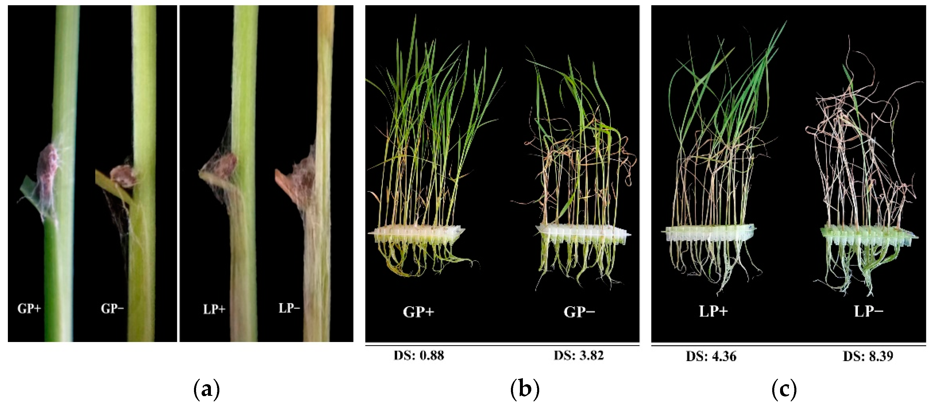Agronomy 12 02660 g001