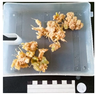 Agronomy 12 02672 i004