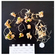 Agronomy 12 02672 i007