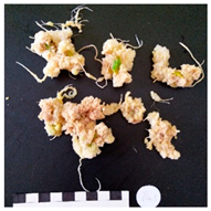 Agronomy 12 02672 i010