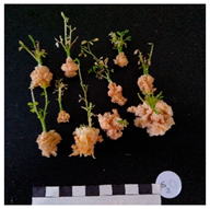 Agronomy 12 02672 i011