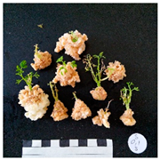 Agronomy 12 02672 i013