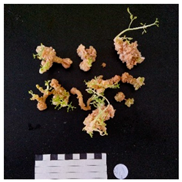 Agronomy 12 02672 i014