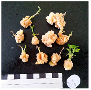 Agronomy 12 02672 i015