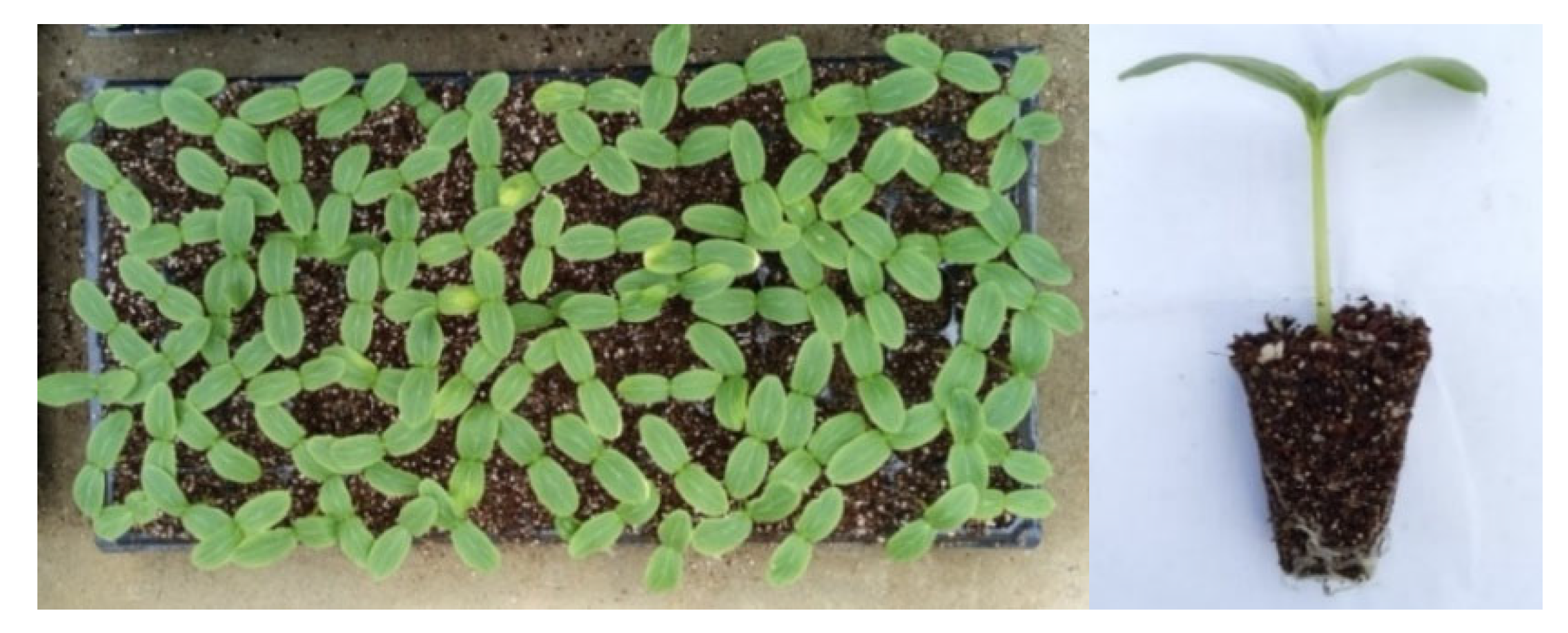 Agronomy 12 02683 g002 Agronomy 12 02683 g002