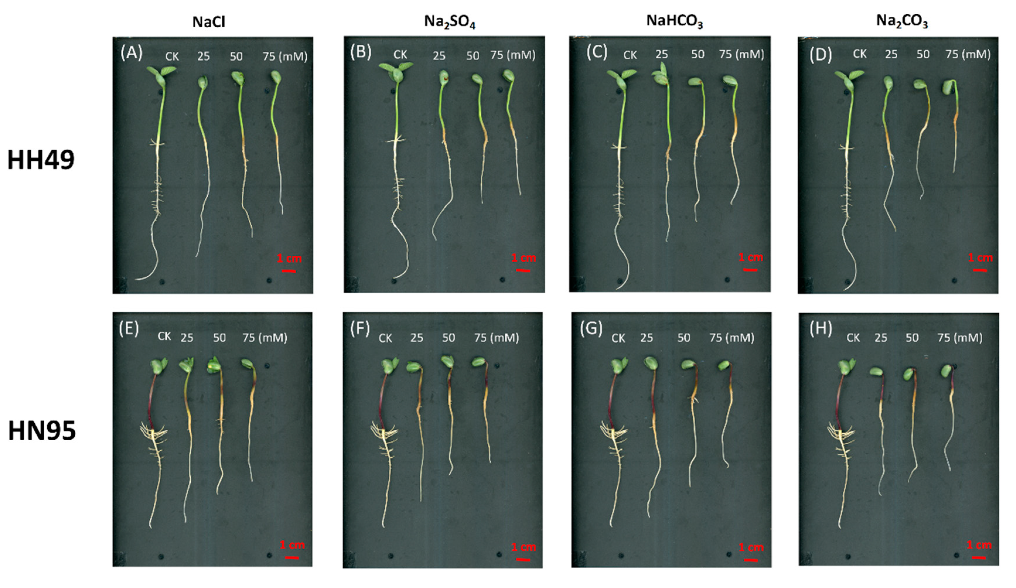 Agronomy 12 02708 g001