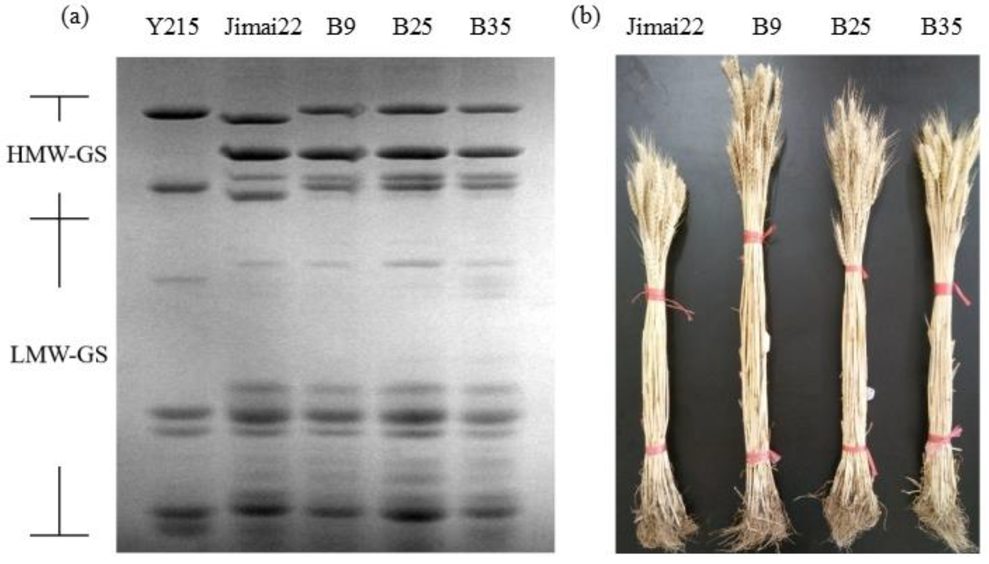 Agronomy 12 02709 g002
