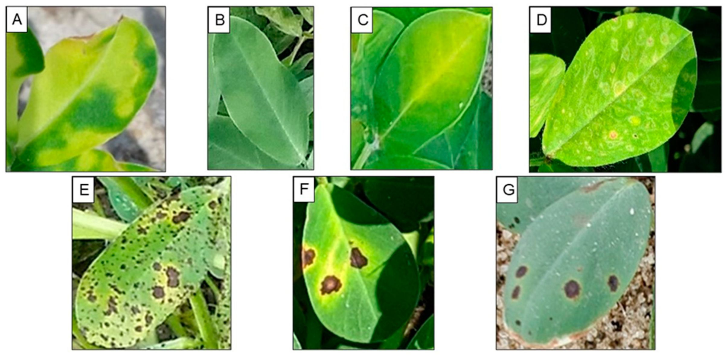 Agronomy 12 02712 g002