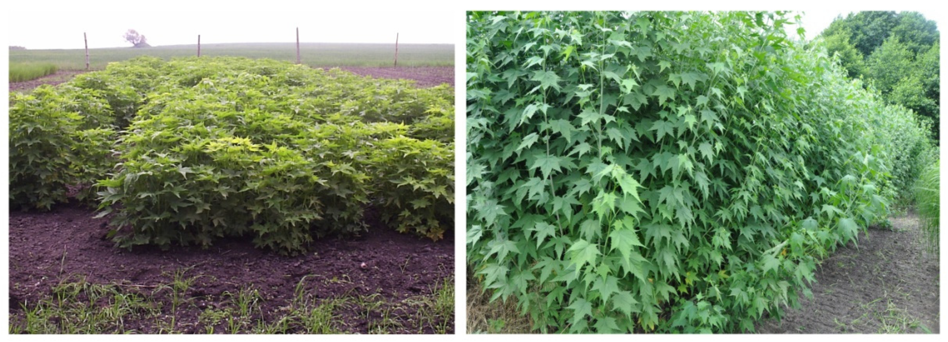 Agronomy 12 02715 g001 Agronomy 12 02715 g001