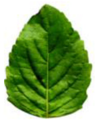 Agronomy 12 02723 i004