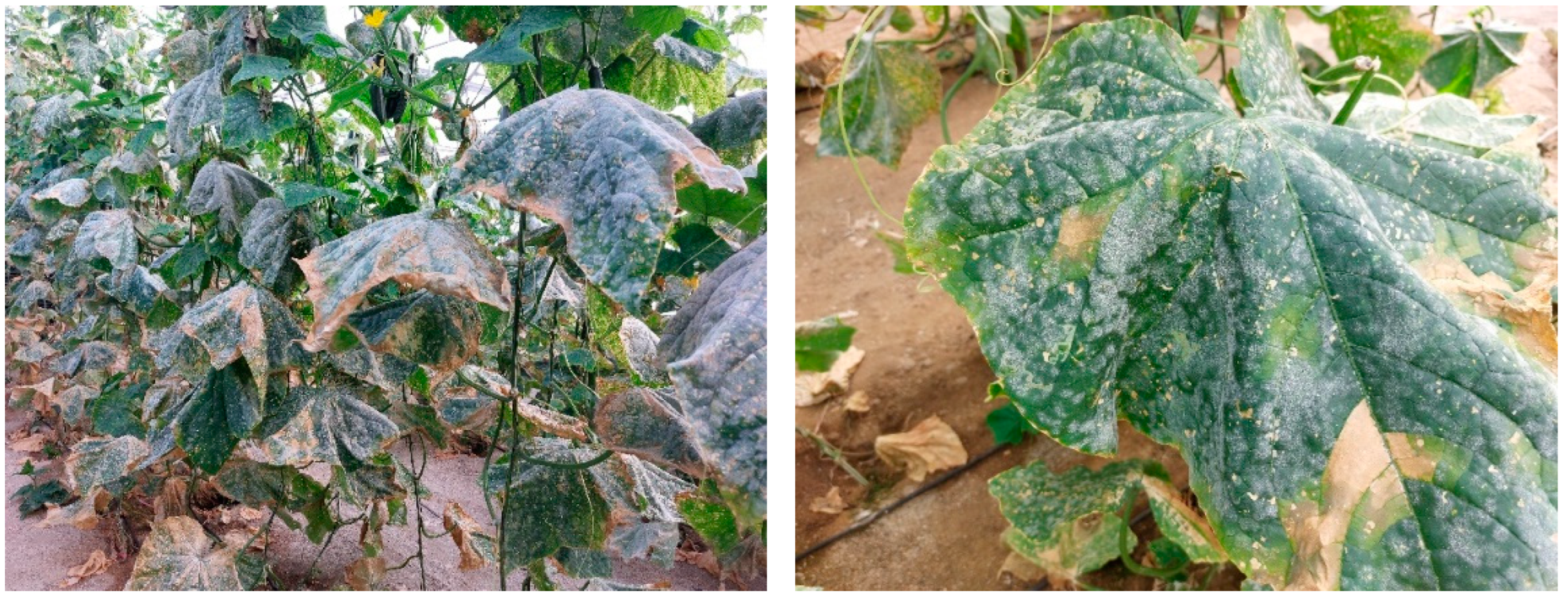 Agronomy 12 02743 g002 Agronomy 12 02743 g002