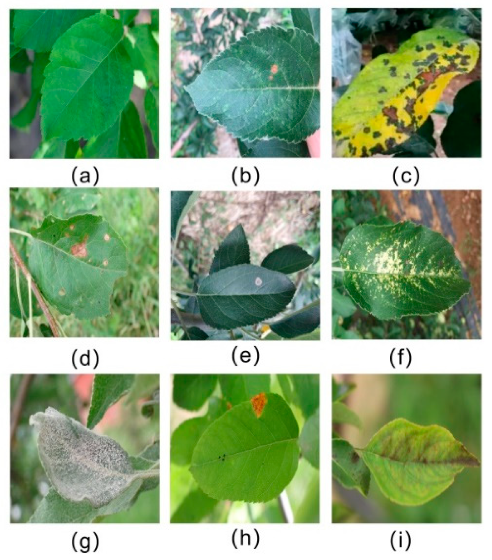 Agronomy 12 02784 g002 Agronomy 12 02784 g002