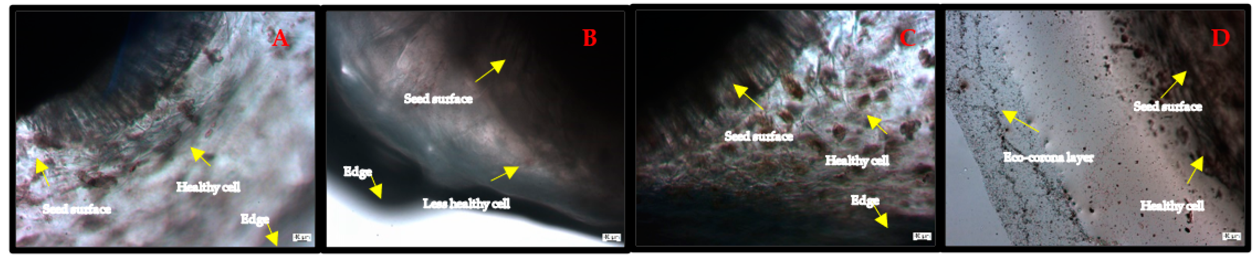 Agronomy 12 02787 g004 Agronomy 12 02787 g004