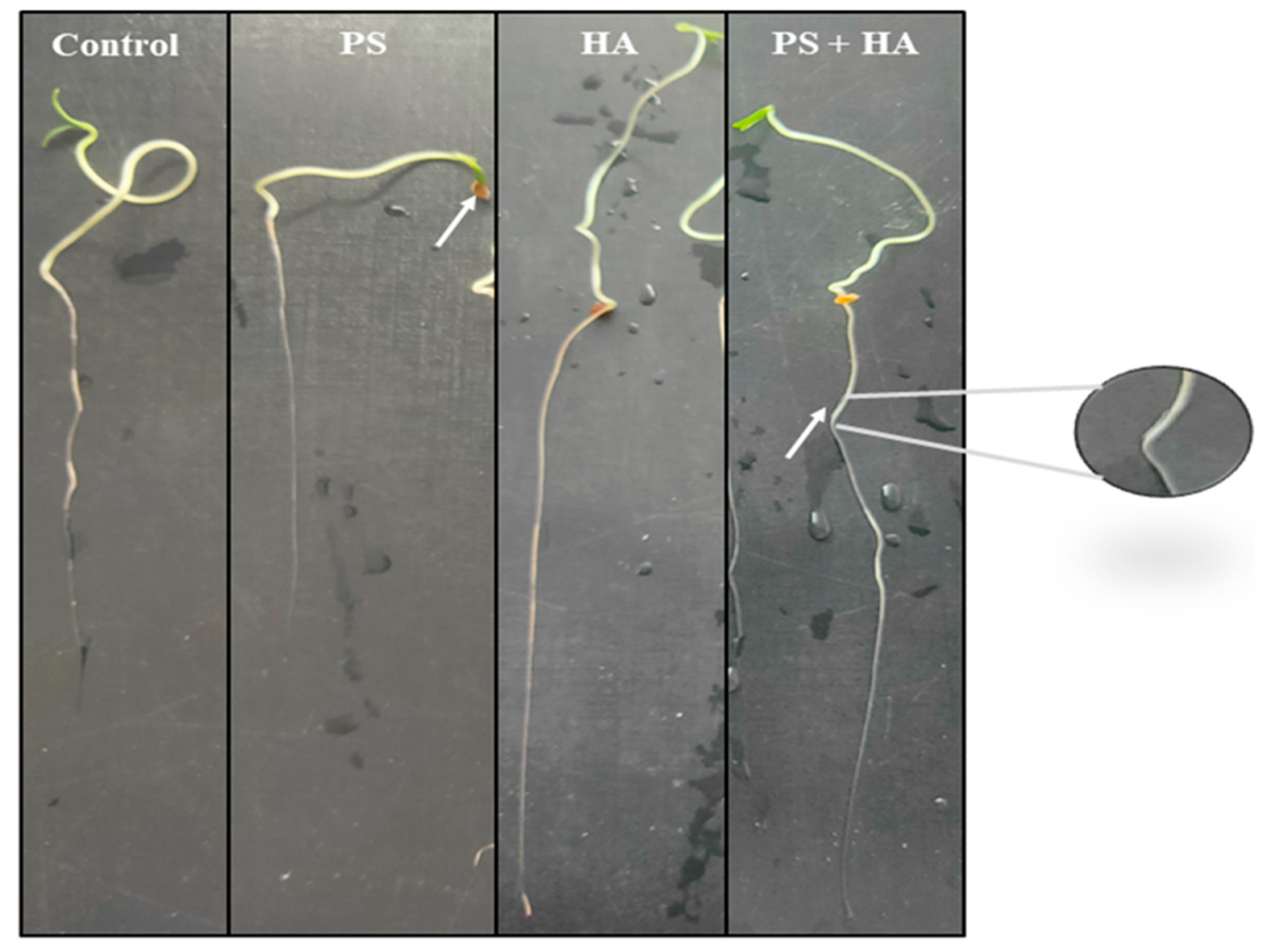 Agronomy 12 02787 g007 Agronomy 12 02787 g007