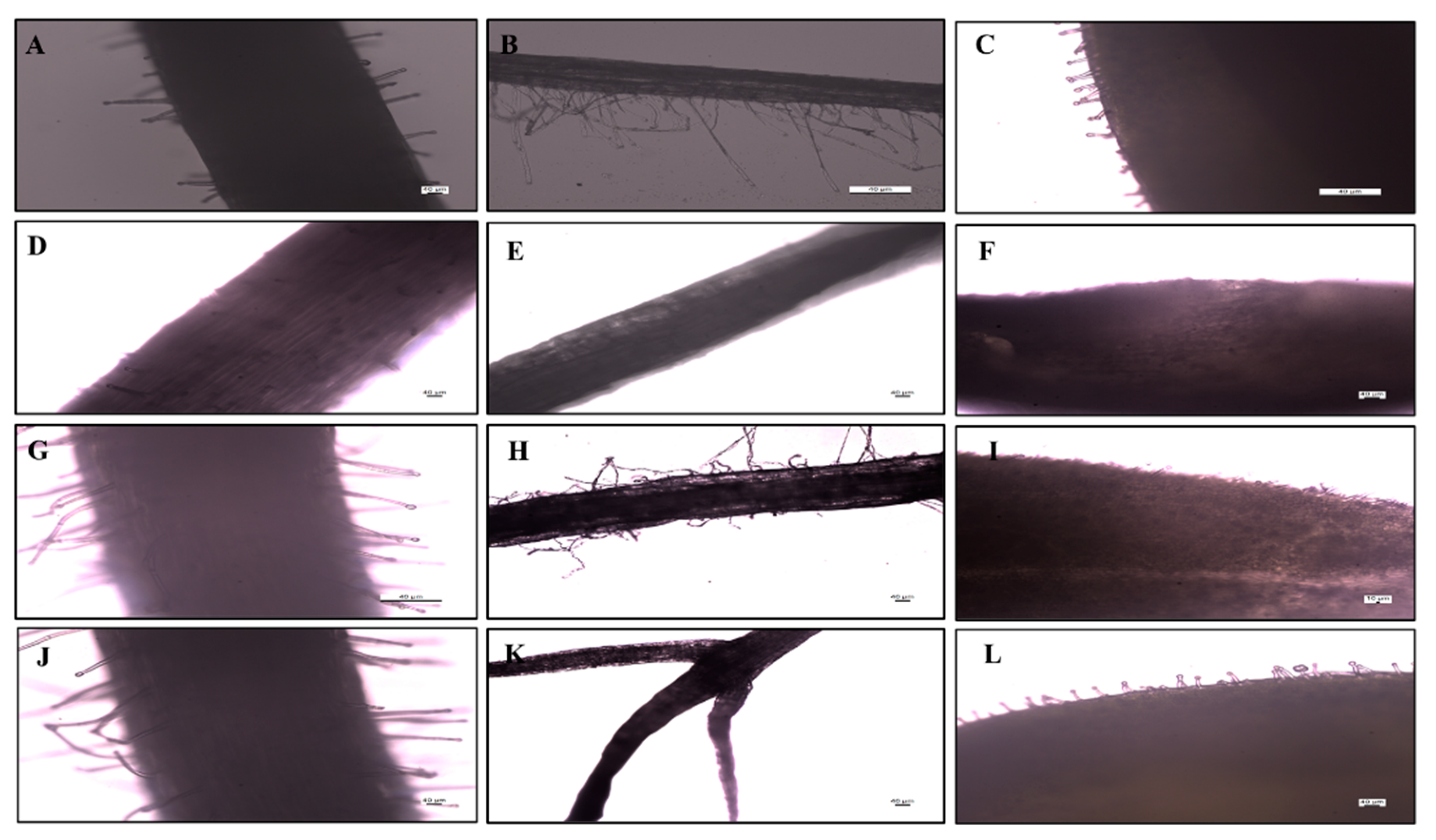 Agronomy 12 02787 g008 Agronomy 12 02787 g008
