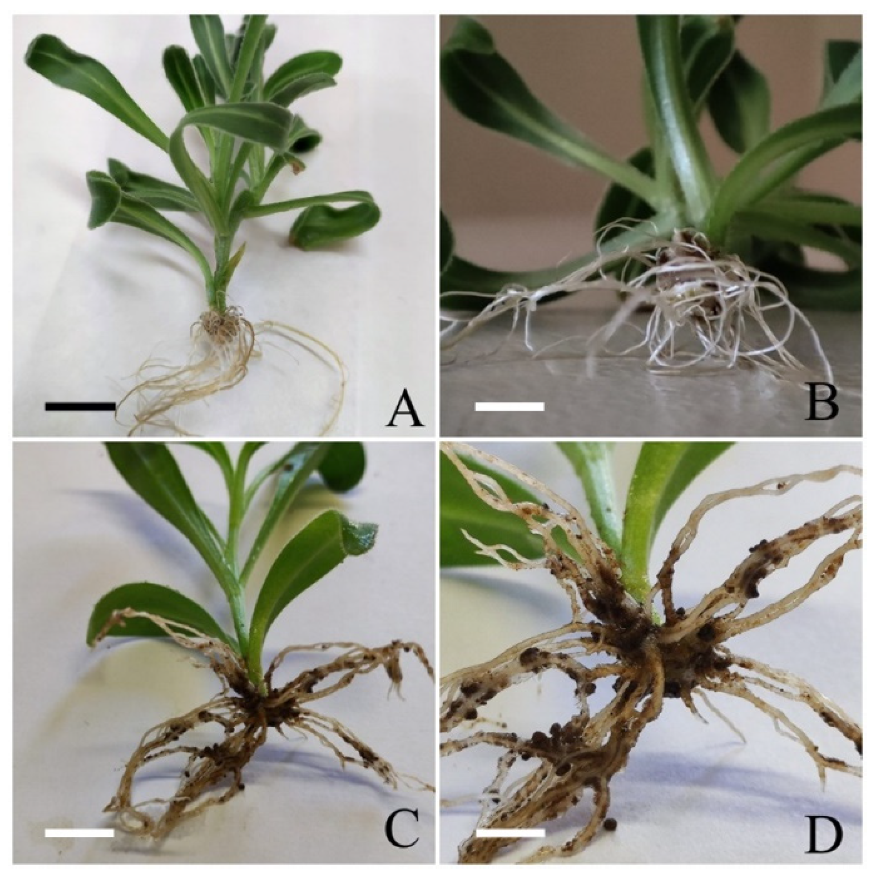 Agronomy 12 02788 g002