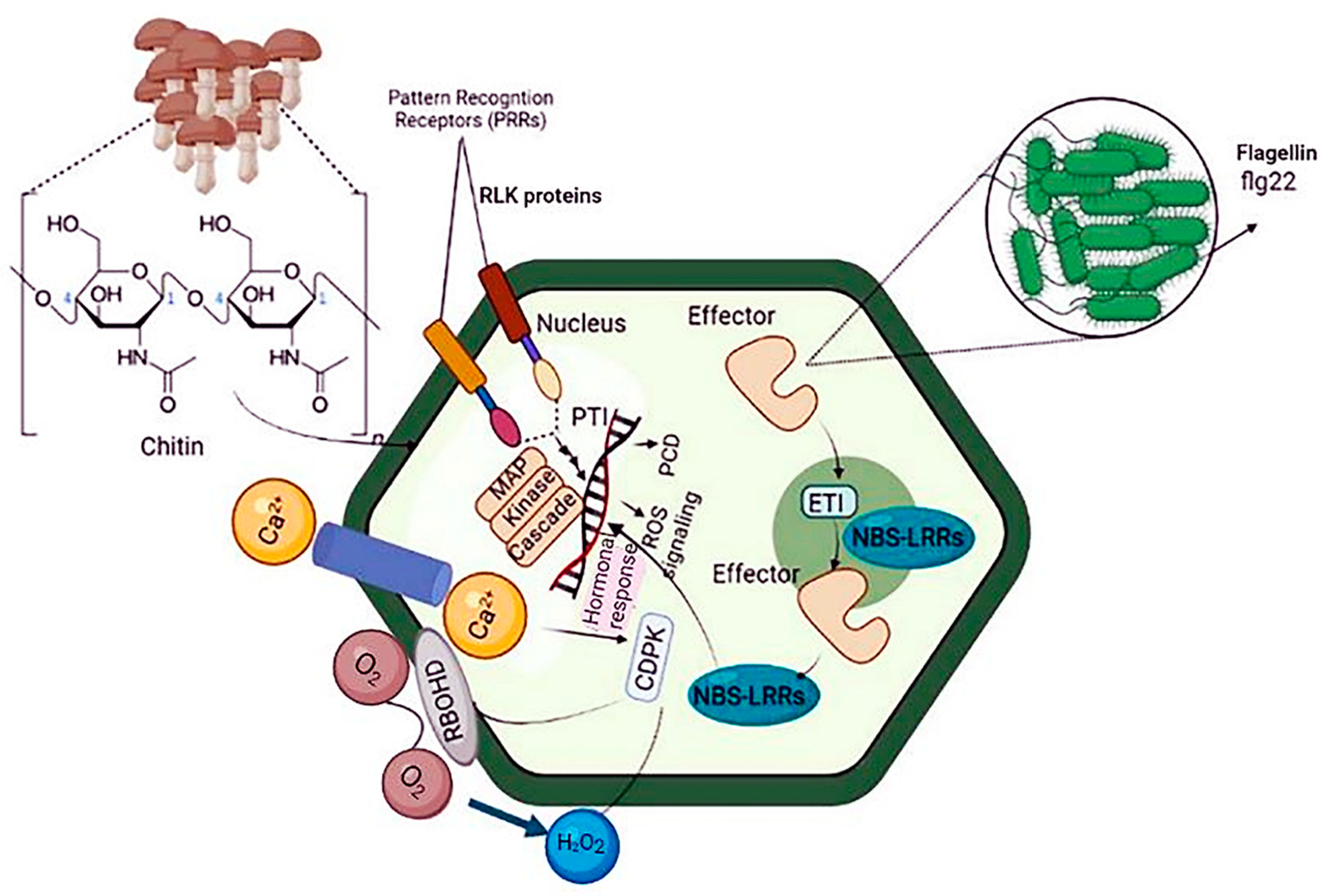Agronomy 12 02790 g001