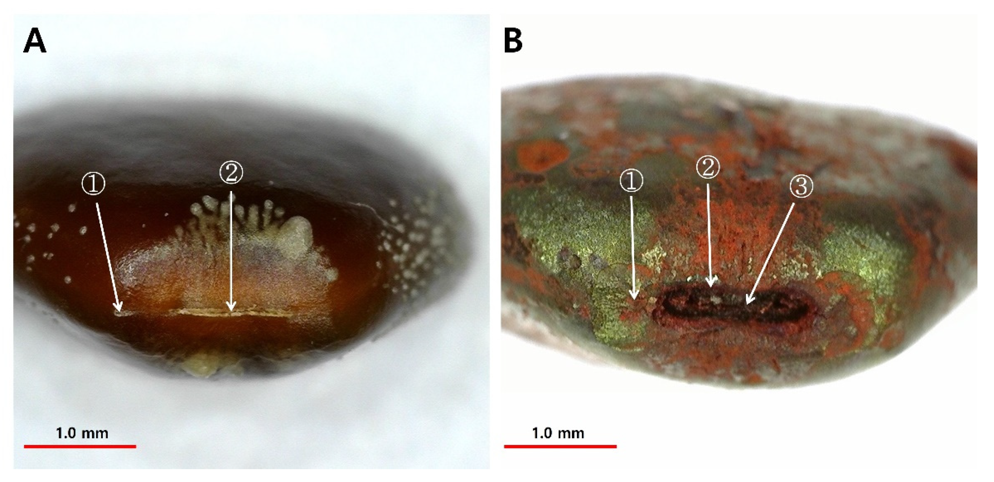 Agronomy 12 02801 g002