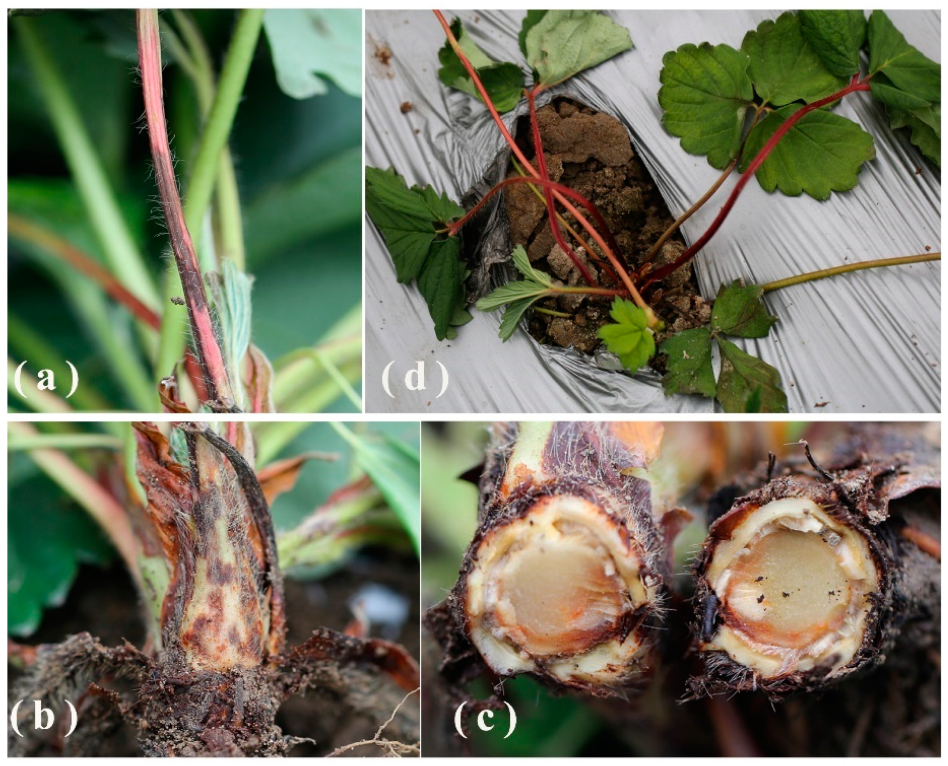 Agronomy 12 02815 g001