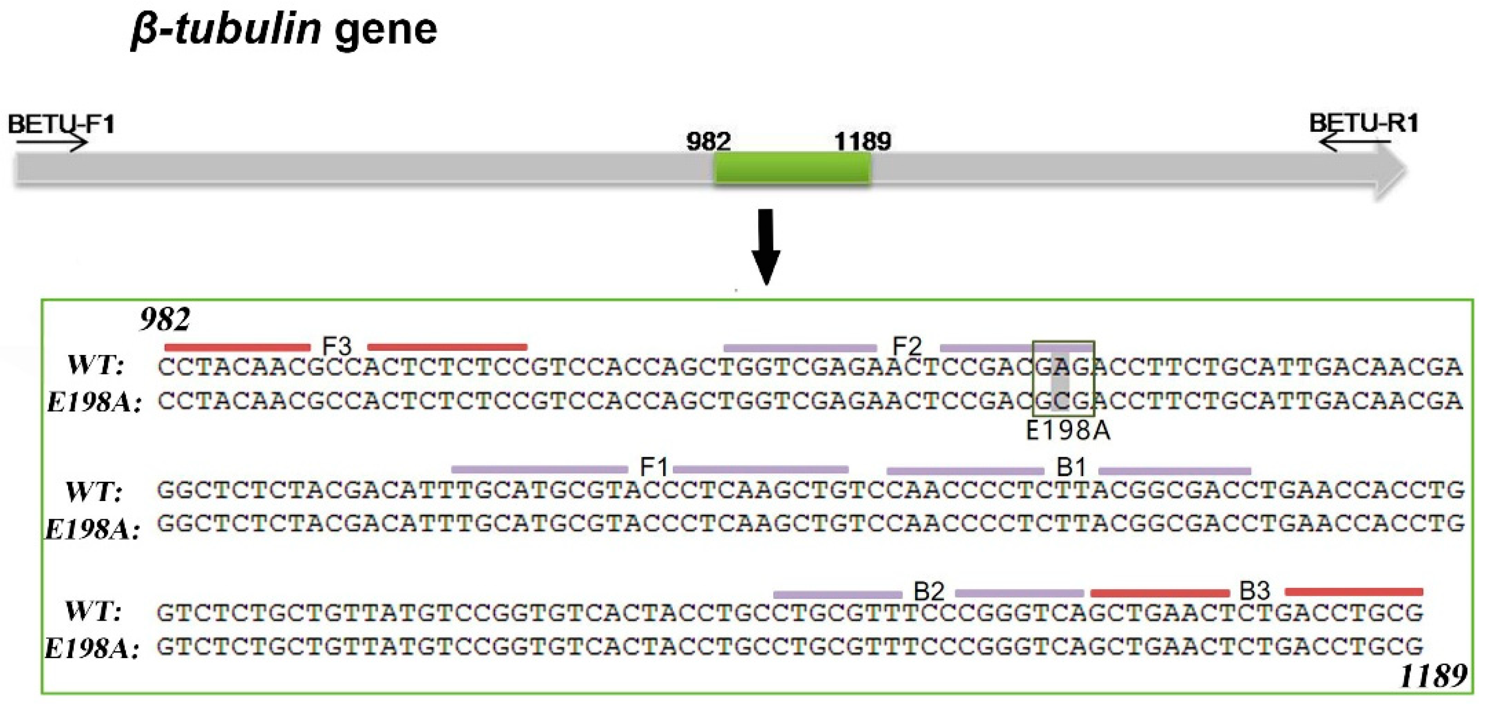 Agronomy 12 02815 g002