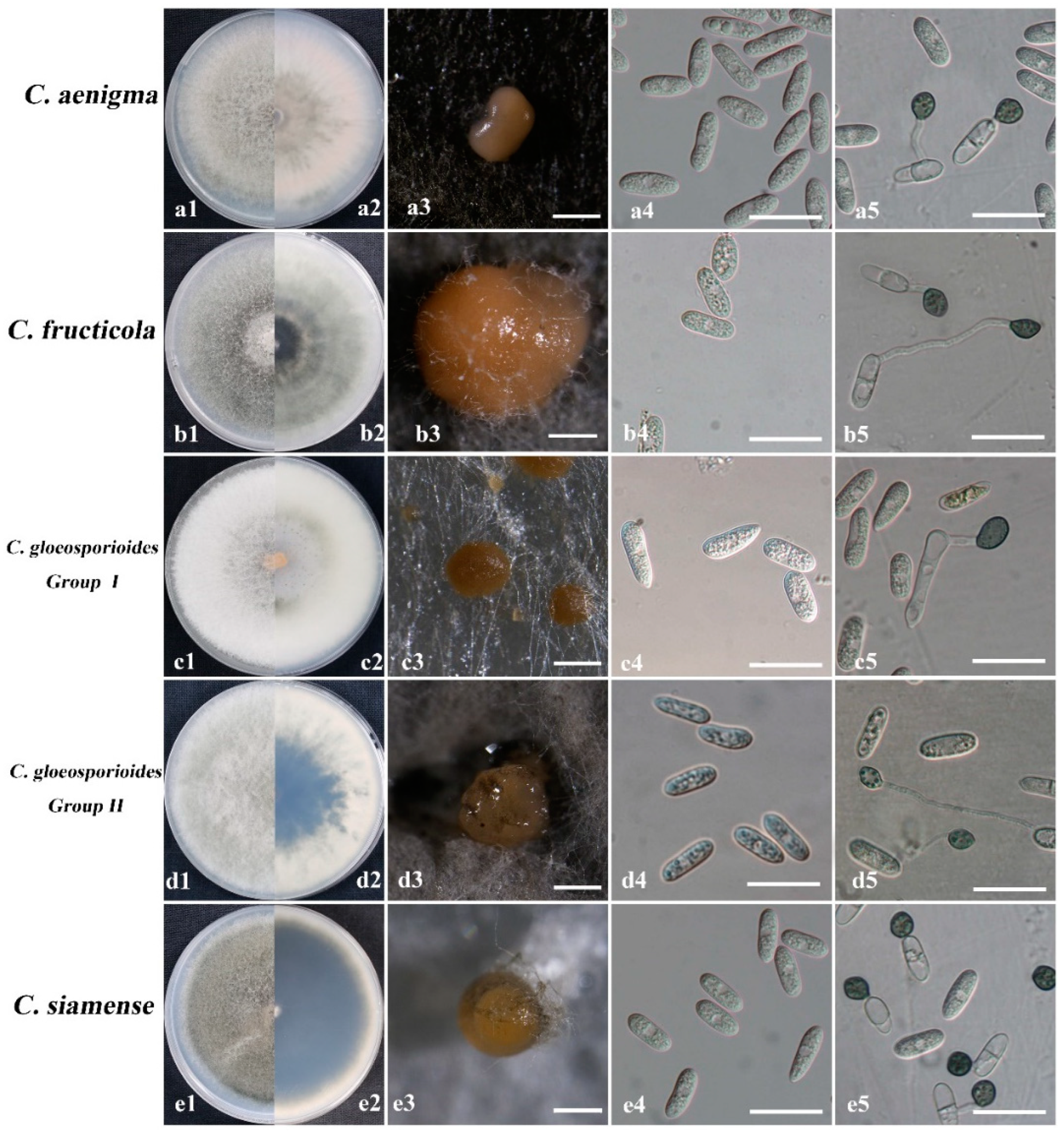 Agronomy 12 02815 g004