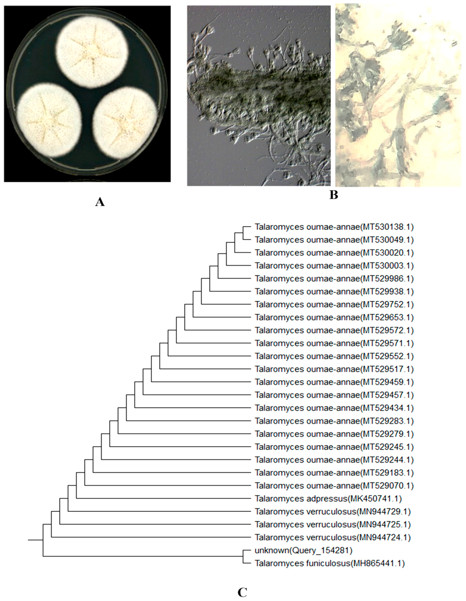 Agronomy 12 02818 g001