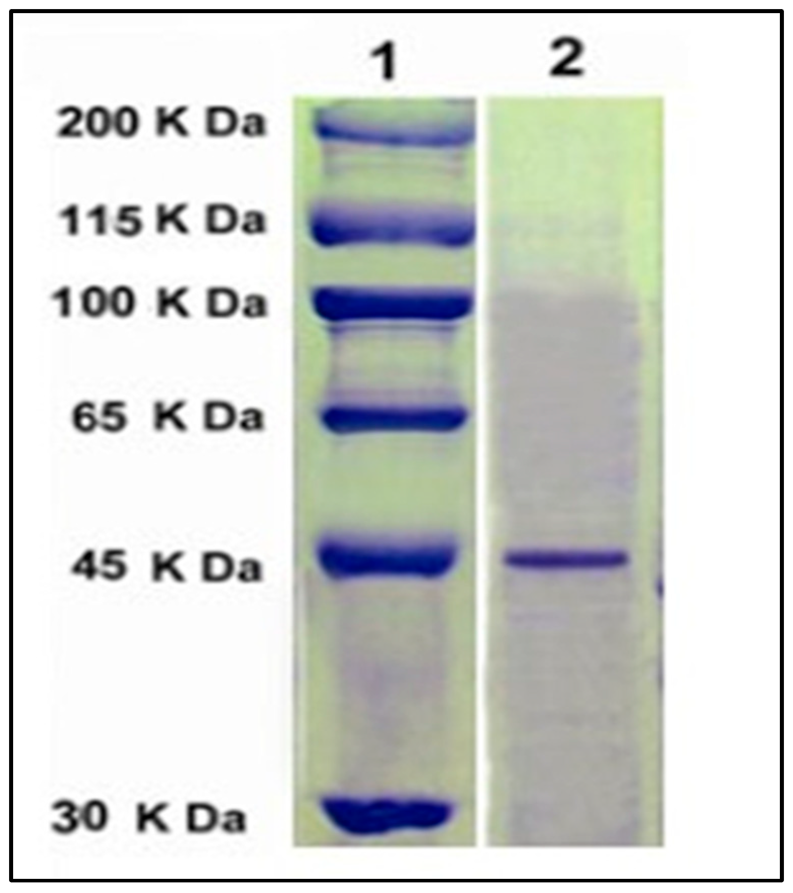 Agronomy 12 02818 g007