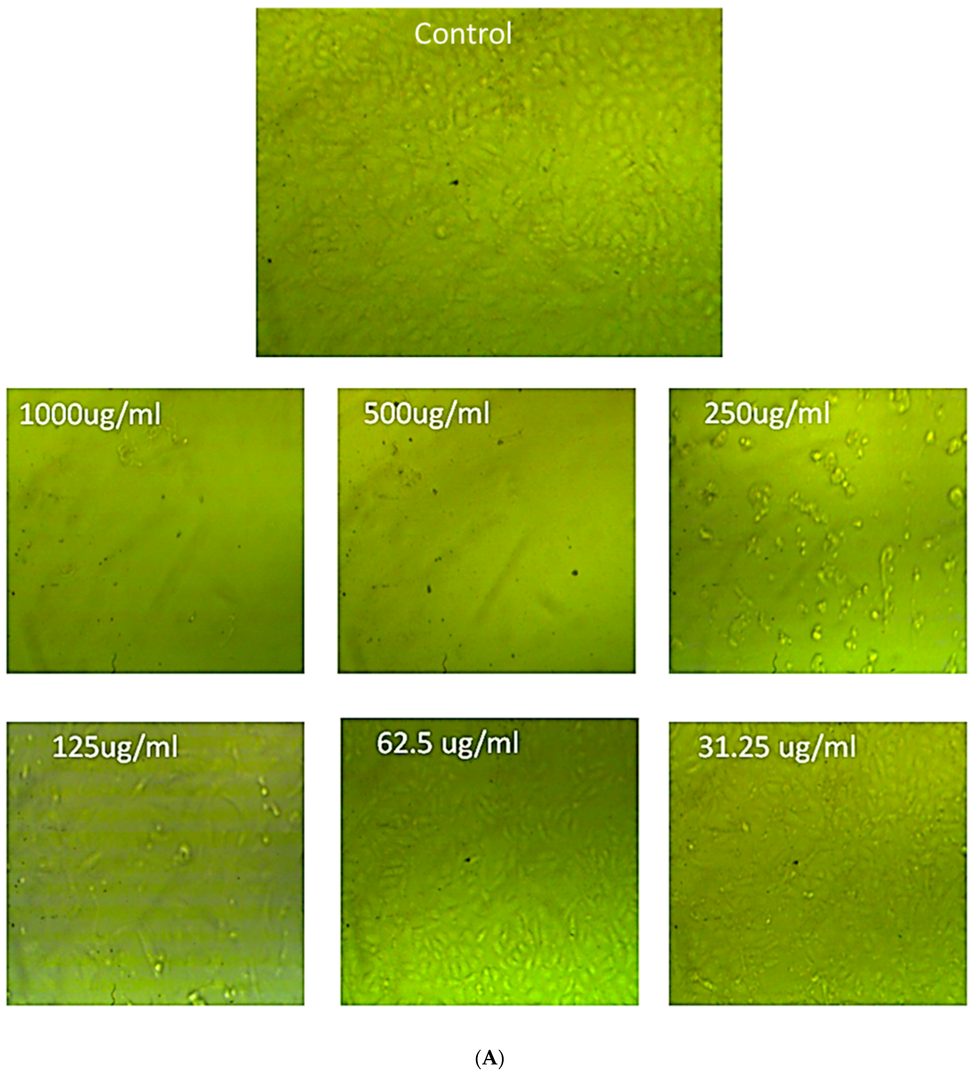 Agronomy 12 02818 g013a