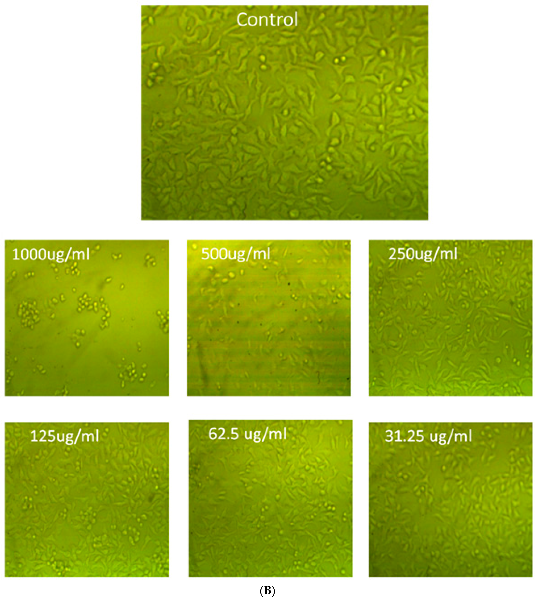 Agronomy 12 02818 g013b