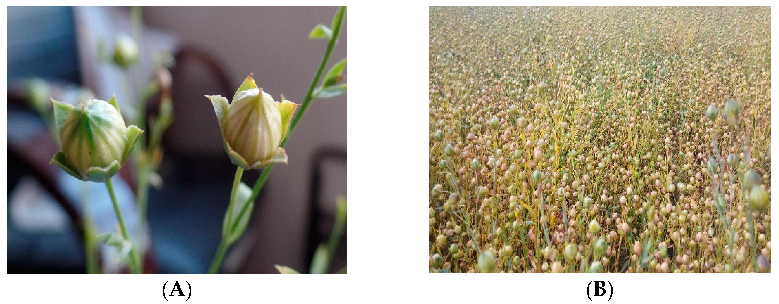 Agronomy 12 02819 g001 Agronomy 12 02819 g001
