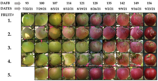 Image of Group of people harvesting apples from an apple tree that has been fertilized with Dr Earth Fruit Tree Fertilizer