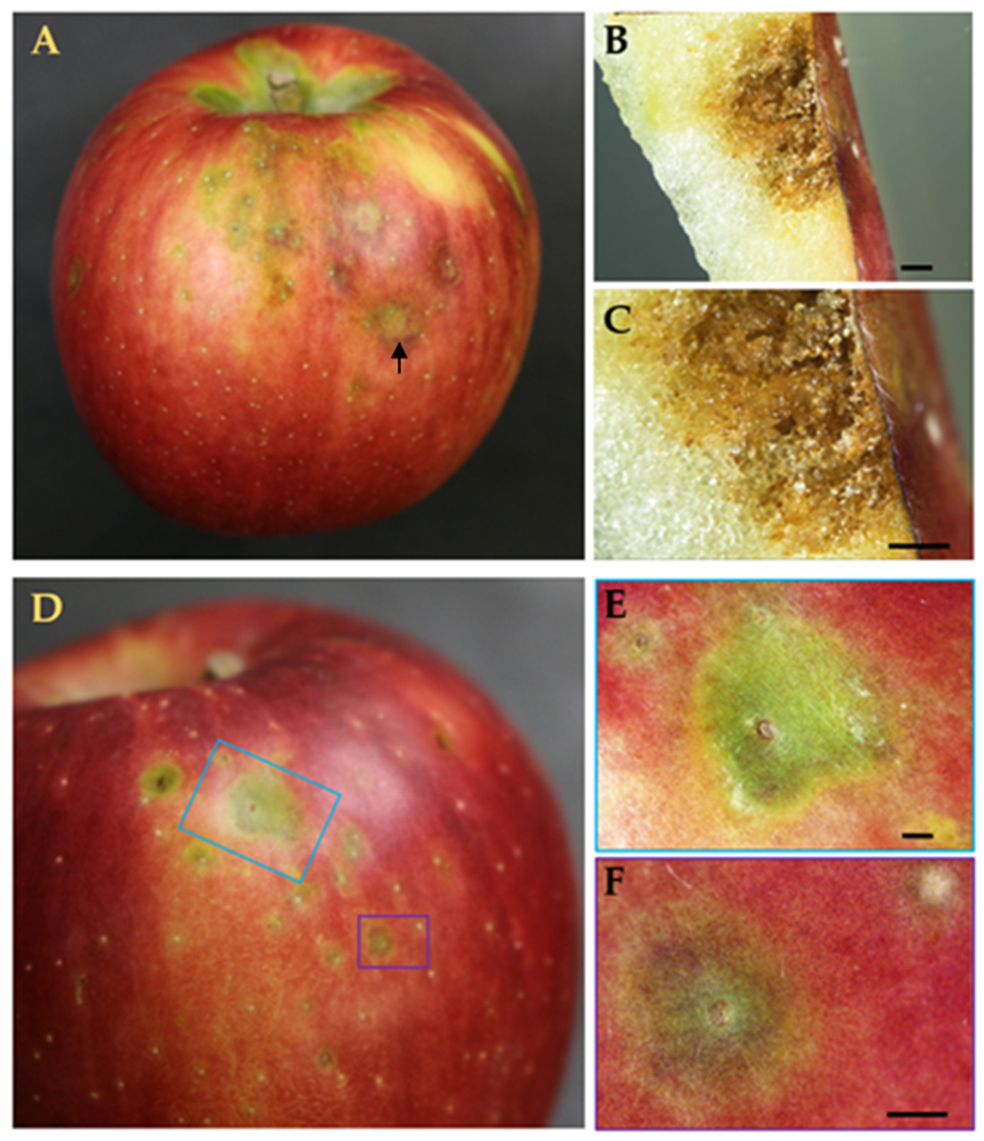 Agronomy 12 02822 g002