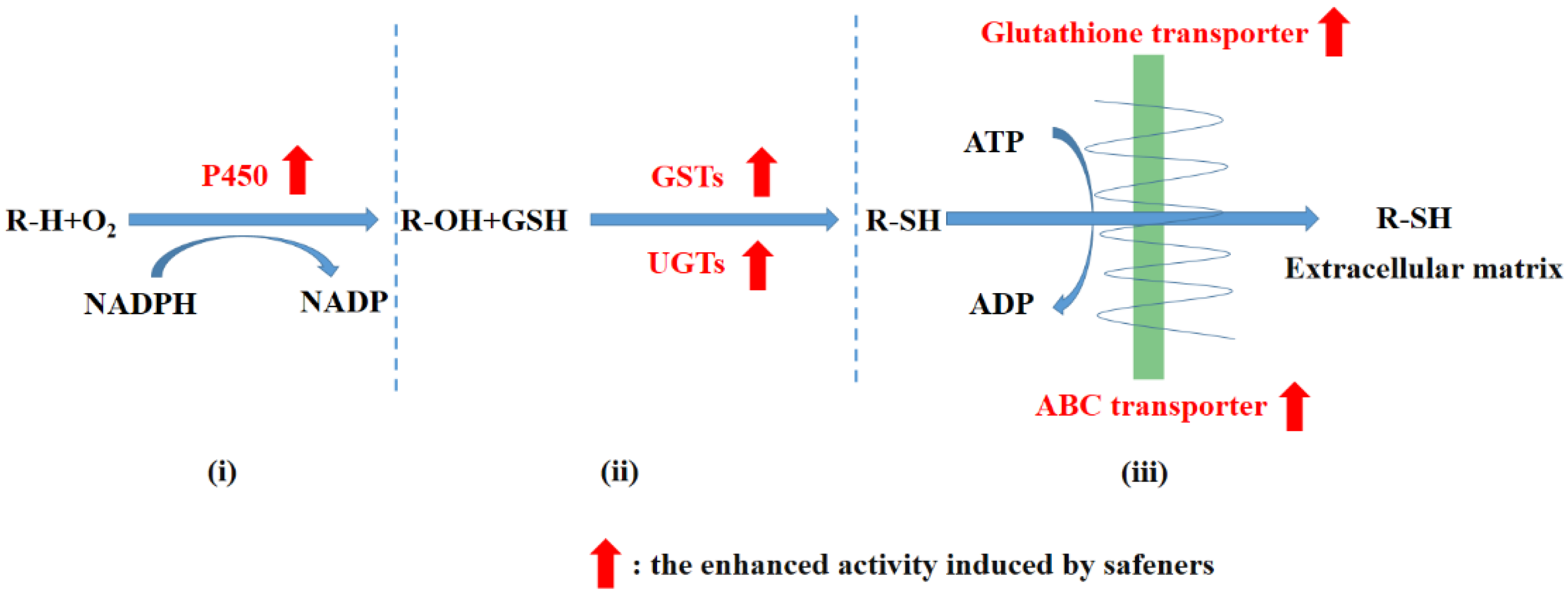 Agronomy 12 02824 g001 Agronomy 12 02824 g001