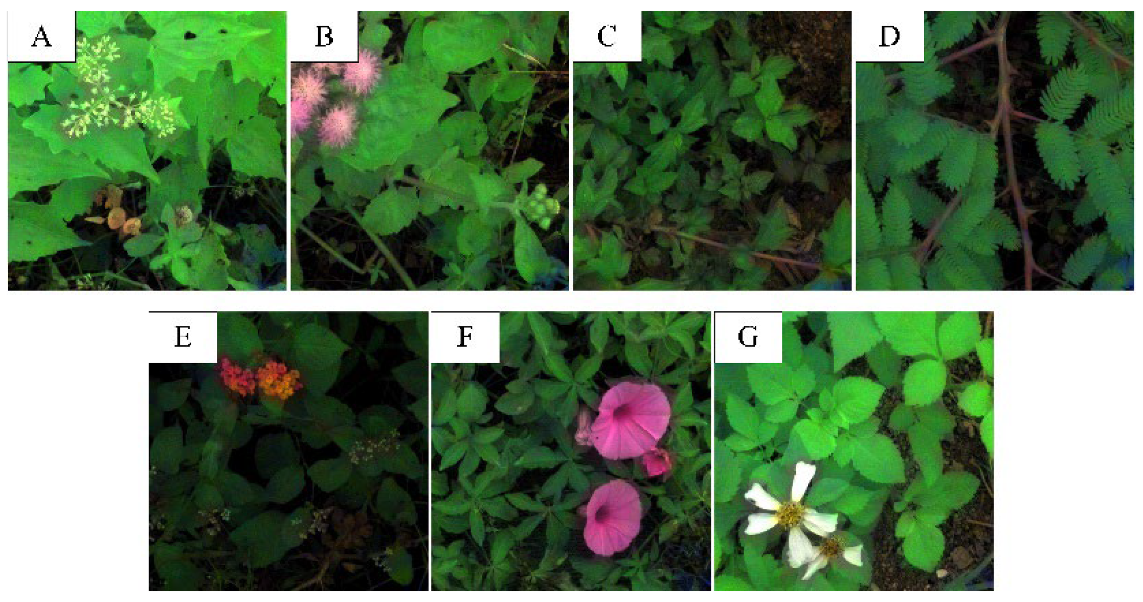 Agronomy 12 02825 g001