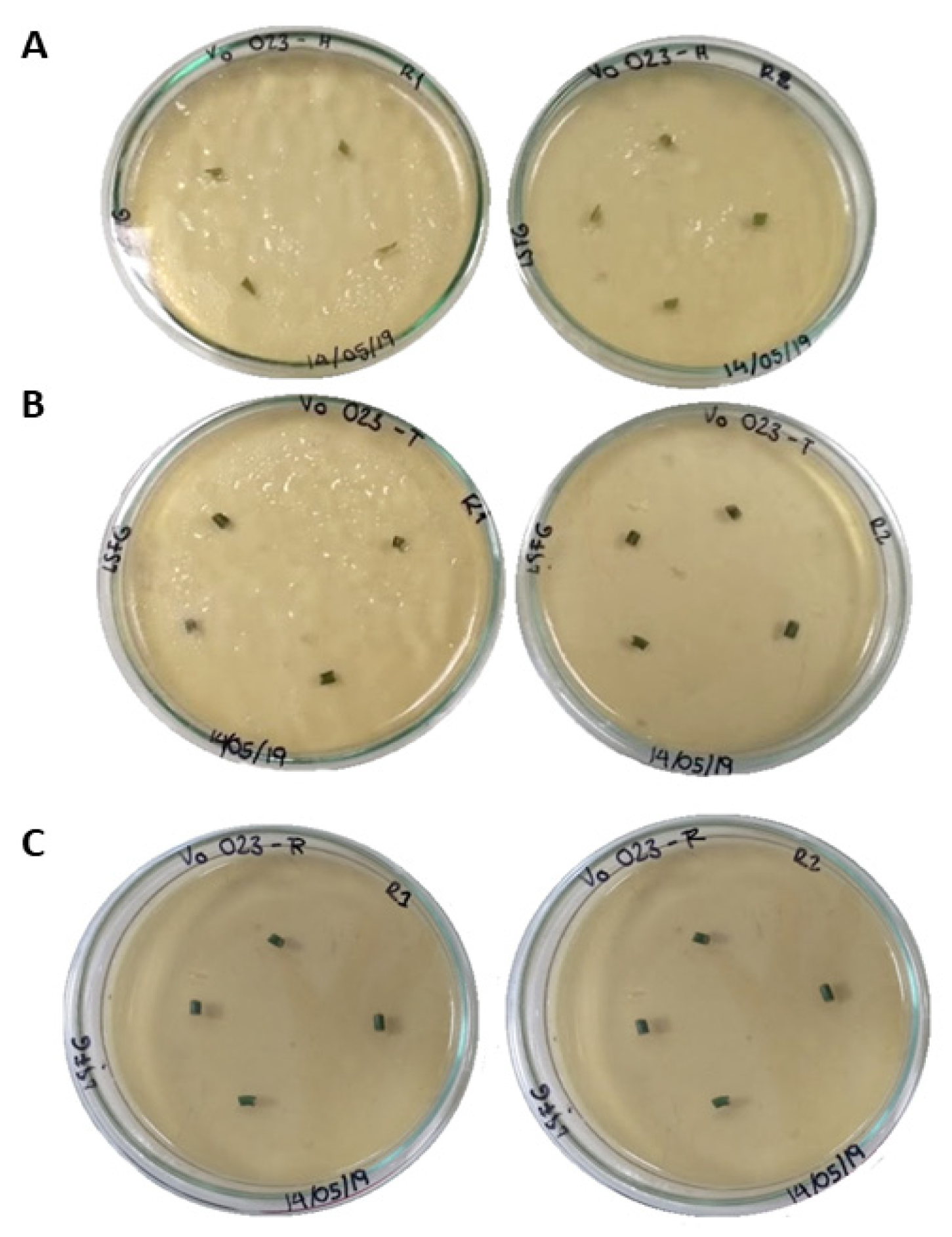 Agronomy 12 02831 g001 Agronomy 12 02831 g001