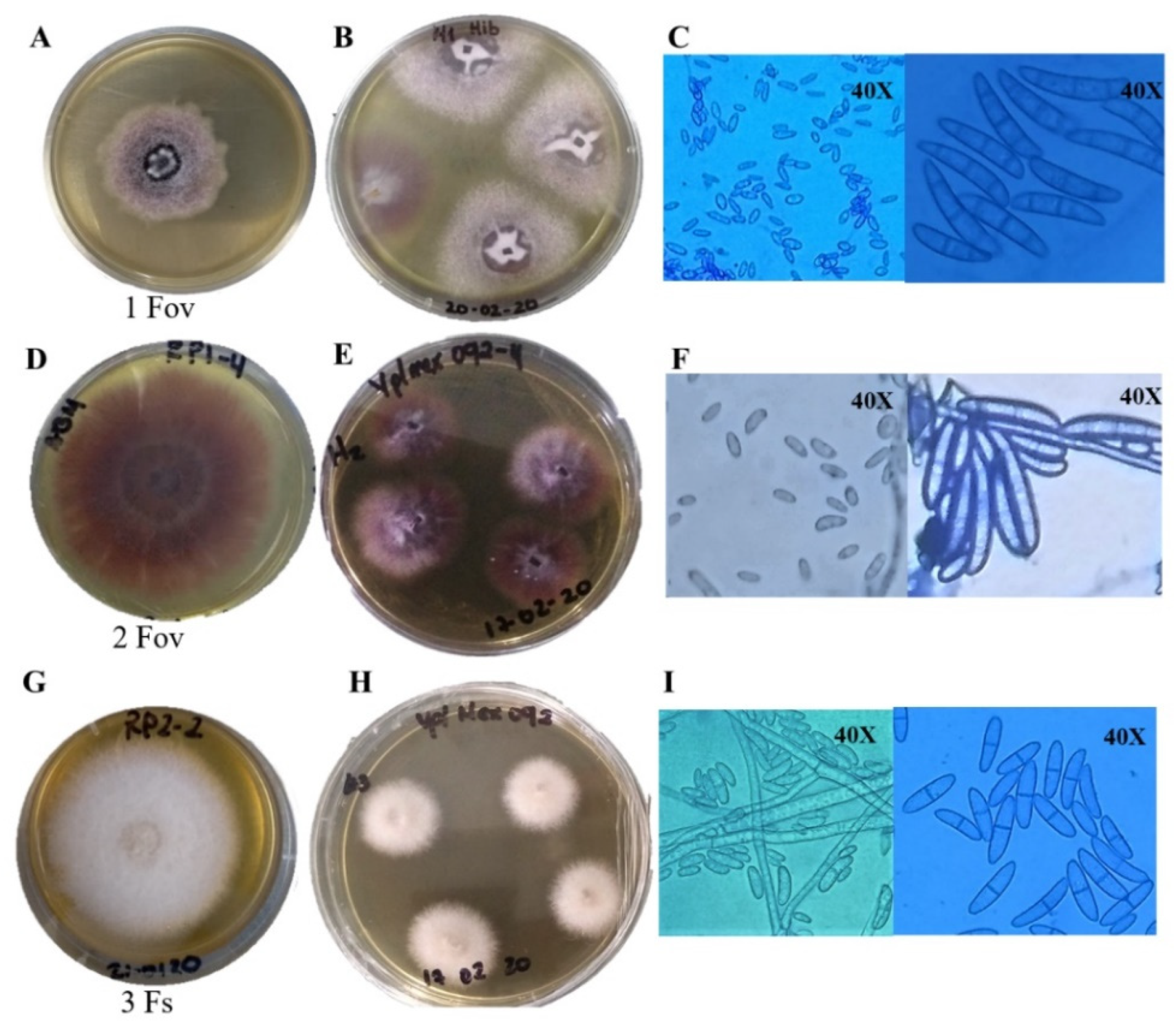 Agronomy 12 02831 g002 Agronomy 12 02831 g002