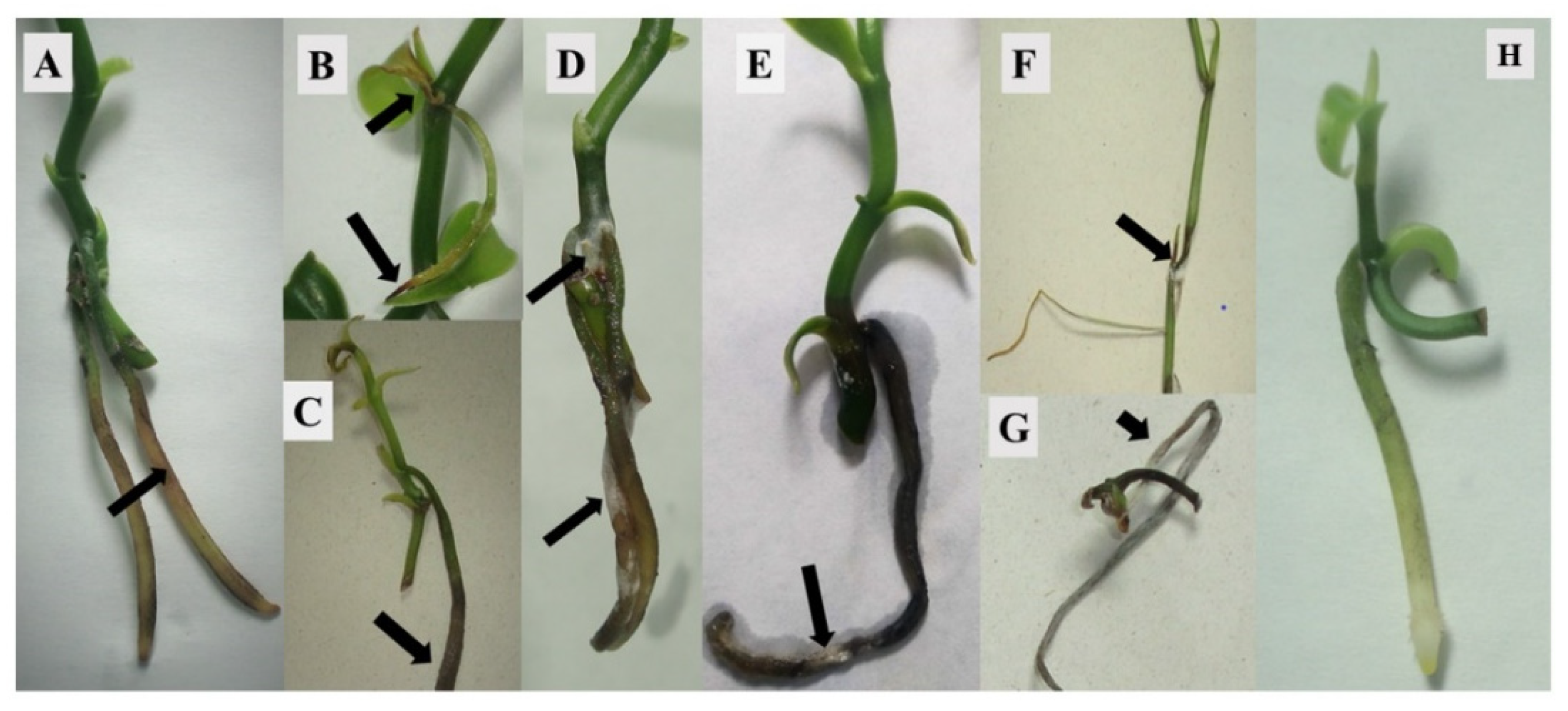 Agronomy 12 02831 g005 Agronomy 12 02831 g005