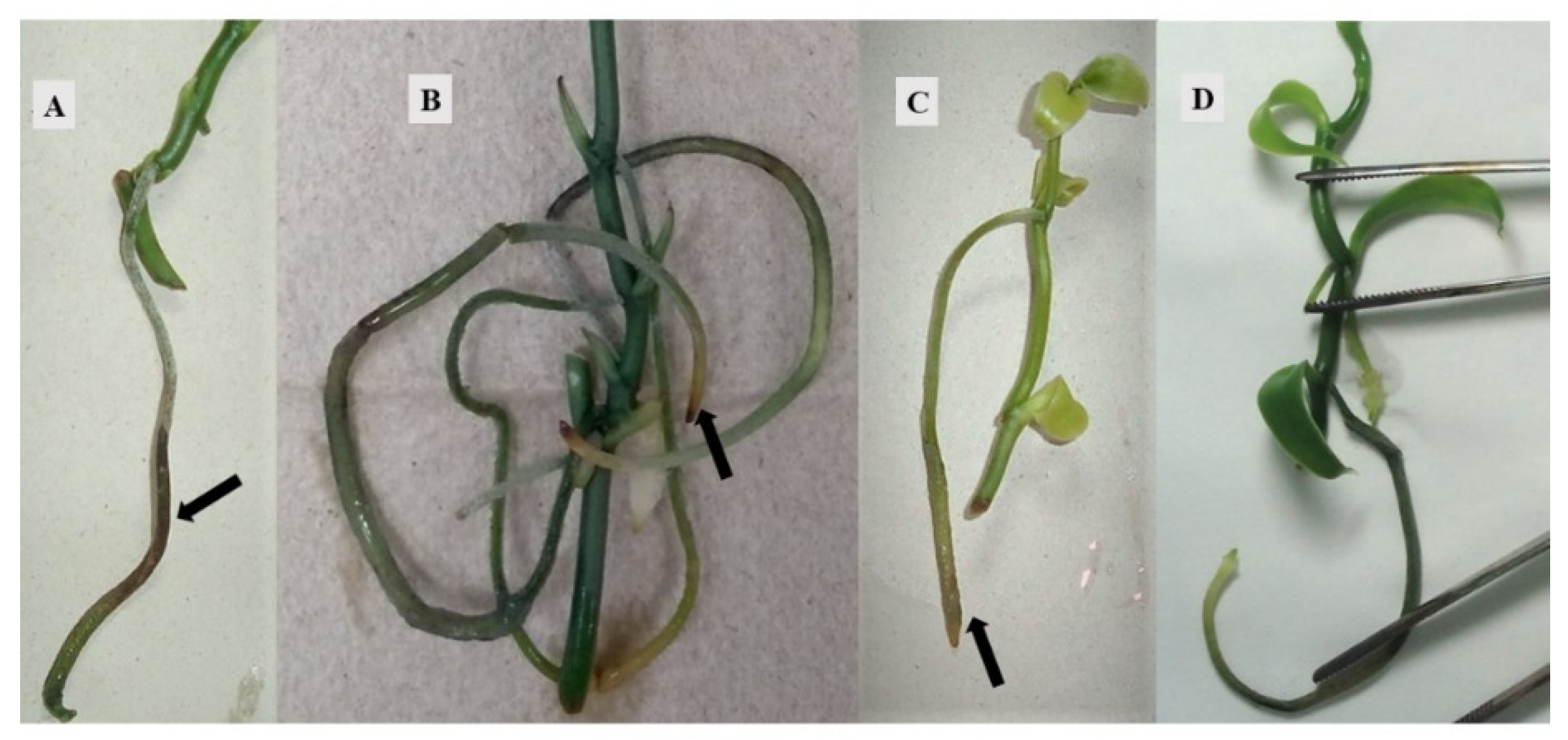 Agronomy 12 02831 g006 Agronomy 12 02831 g006