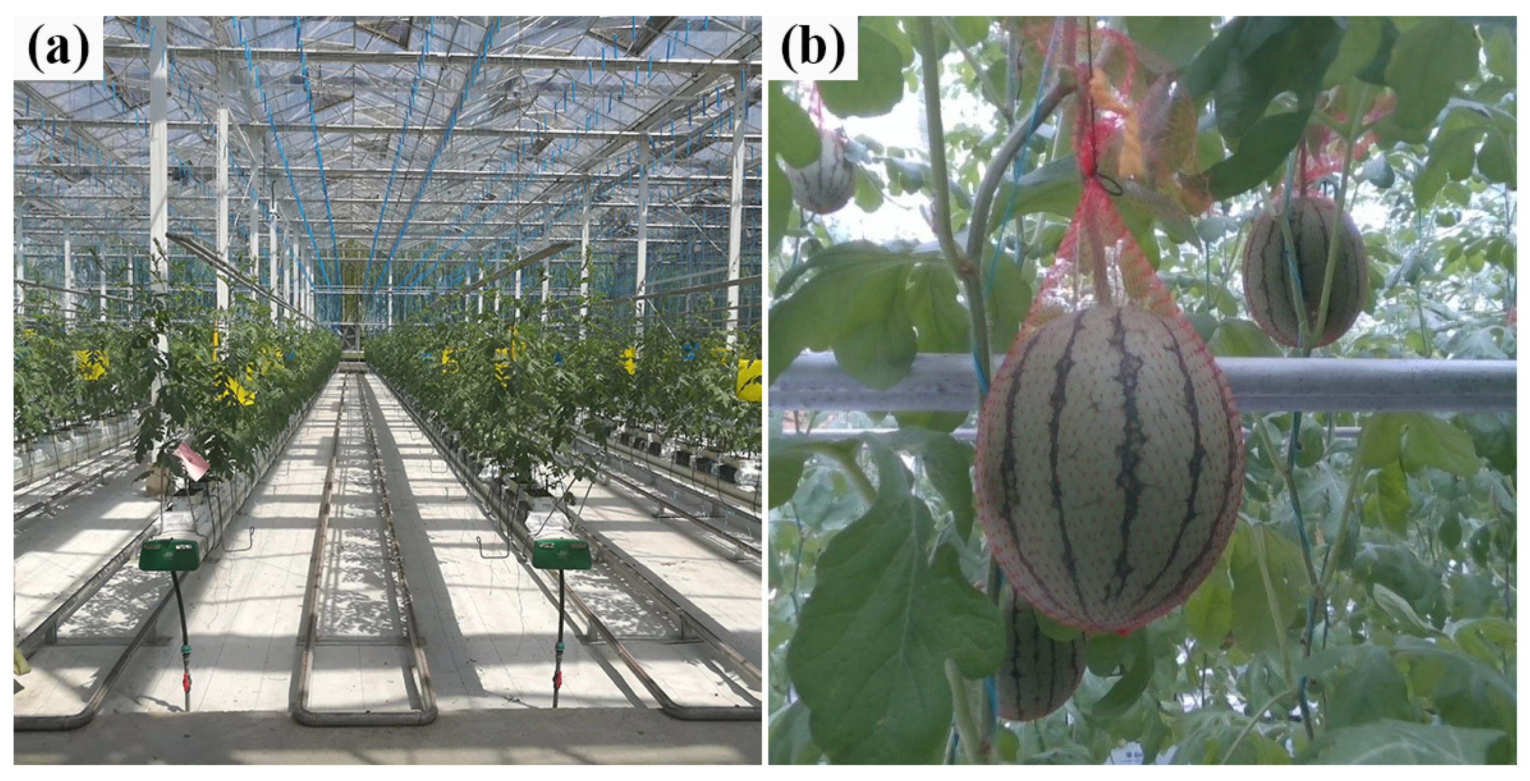 Agronomy 12 02836 g001 Agronomy 12 02836 g001